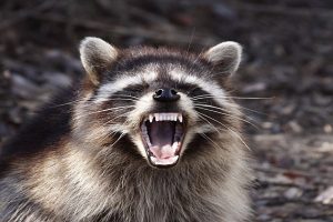 Racoons and Rabies