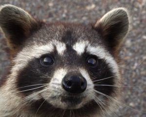 Racoons - Common Virginia Wildlife